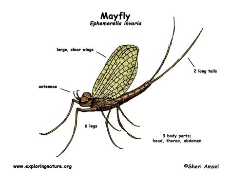 A brief, usually indirect reference to a person, place, or event--real or fictional. . Mayflies ap lang quizlet